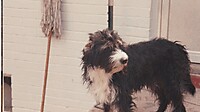 whitsett dog mickey maybe.jpg