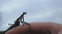 praying mantis.jpg