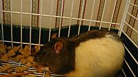 pet rat.jpg